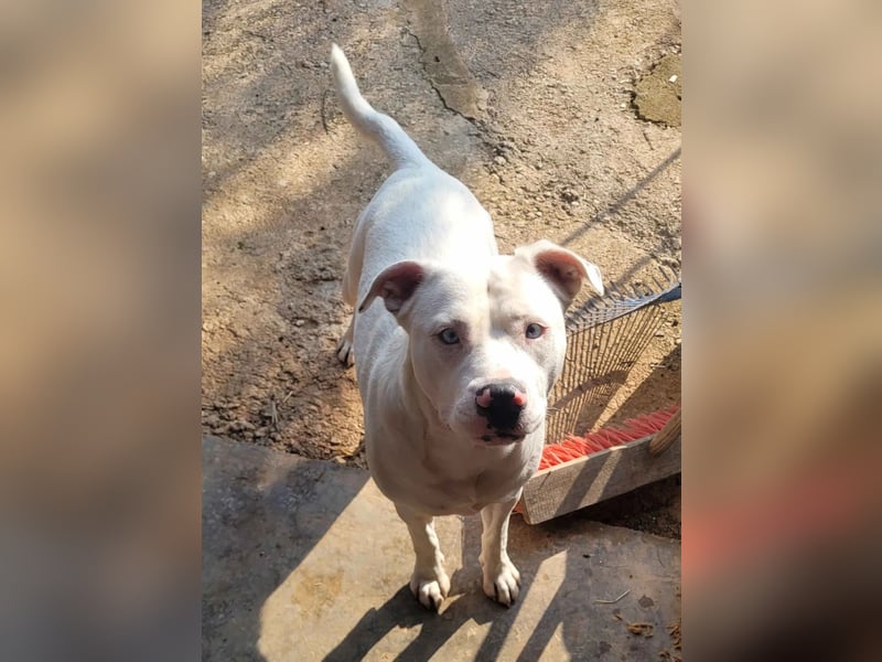 HOPE - perfekt mit Kindern, Katzen und Hunden