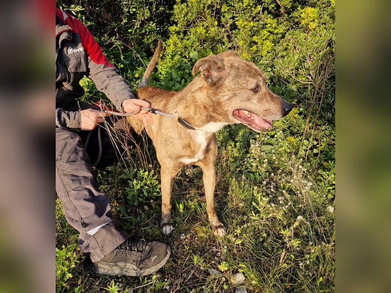 BORI toller Anfängerhund