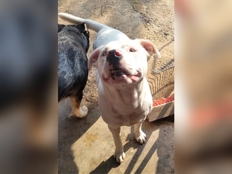 HOPE - perfekt mit Kindern, Katzen und Hunden