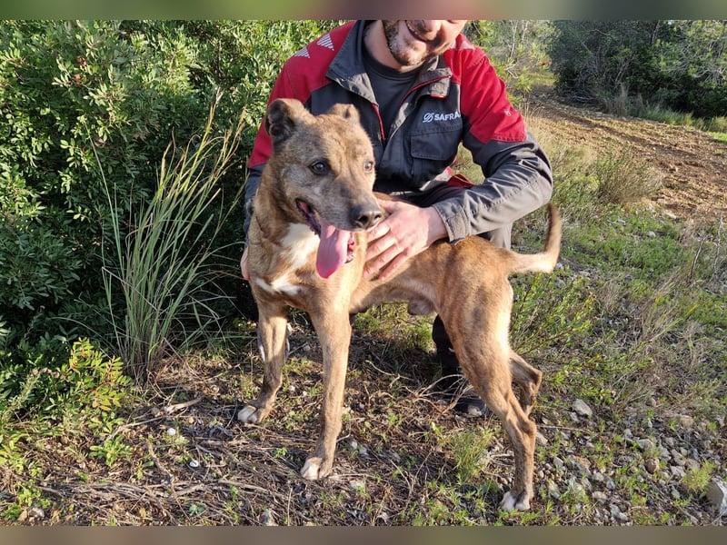 BORI toller Anfängerhund