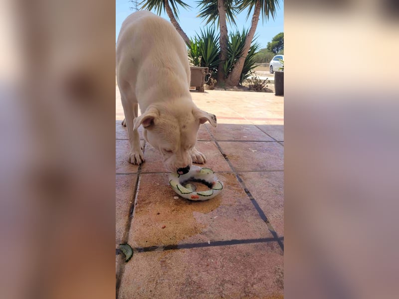 HOPE - perfekt mit Kindern, Katzen und Hunden
