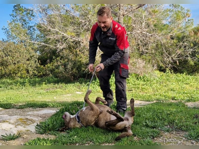 BORI toller Anfängerhund