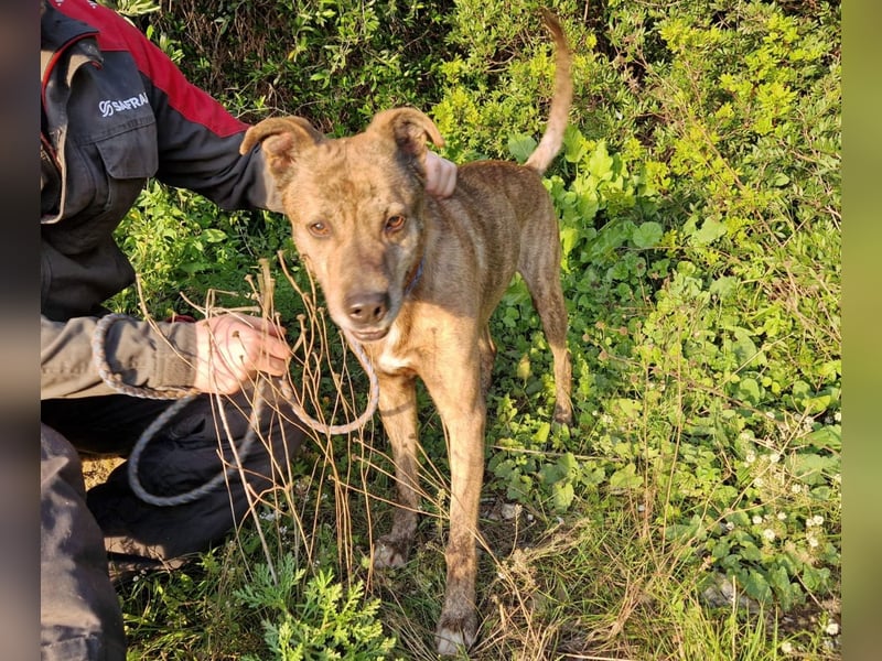 BORI - perfekt für Anfänger