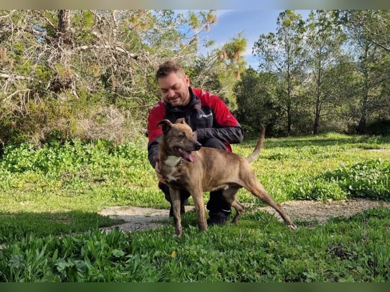 BORI toller Anfängerhund