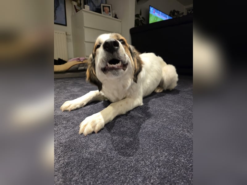 Suki, liebe, sehr soziale, katzenverträgliche Hündin