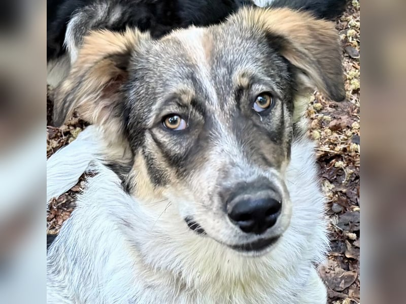 Poldi, sehr lieber, sozialer, katzenverträglicher Junghund