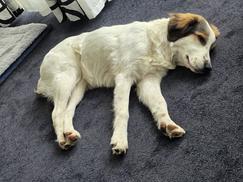 Suki, liebe, sehr soziale, katzenverträgliche Hündin