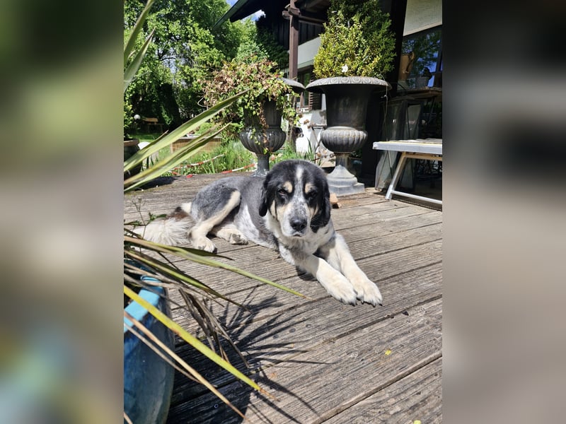 Manny Traumhund sucht Traumfamilie