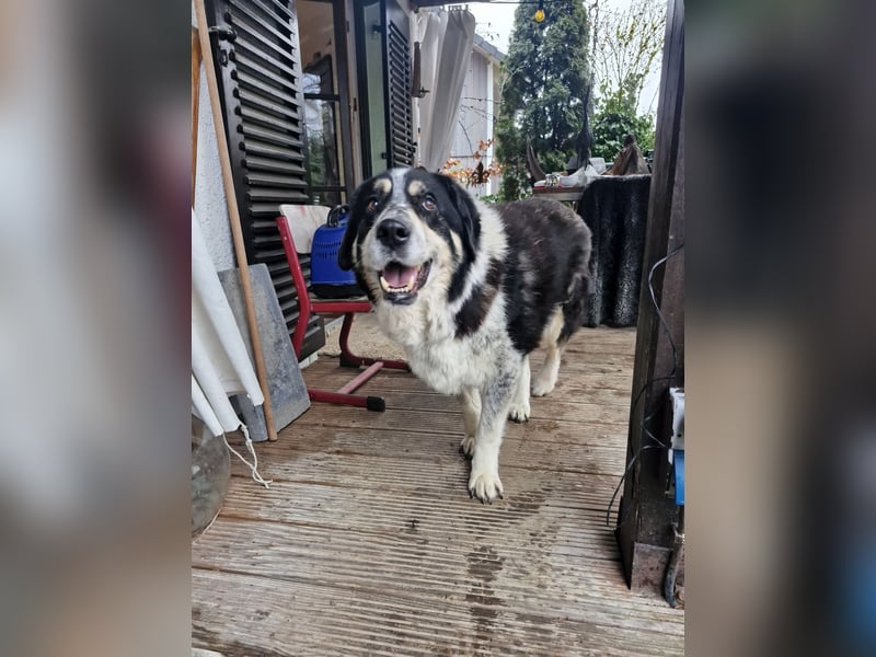 Manny Traumhund sucht Traumfamilie