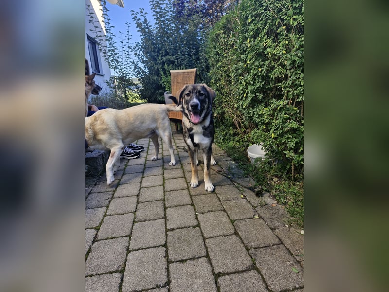 Sunny, liebe, sehr soziale und katzenverträglich Junghündin
