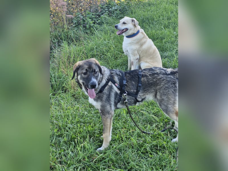 Sunny, liebe, sehr soziale und katzenverträglich Junghündin