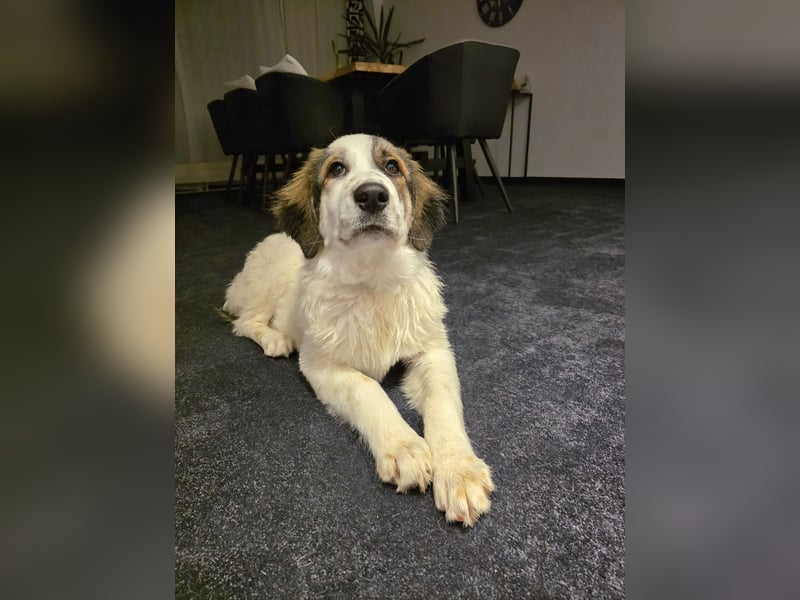 Suki, liebe, sehr soziale, katzenverträgliche Hündin