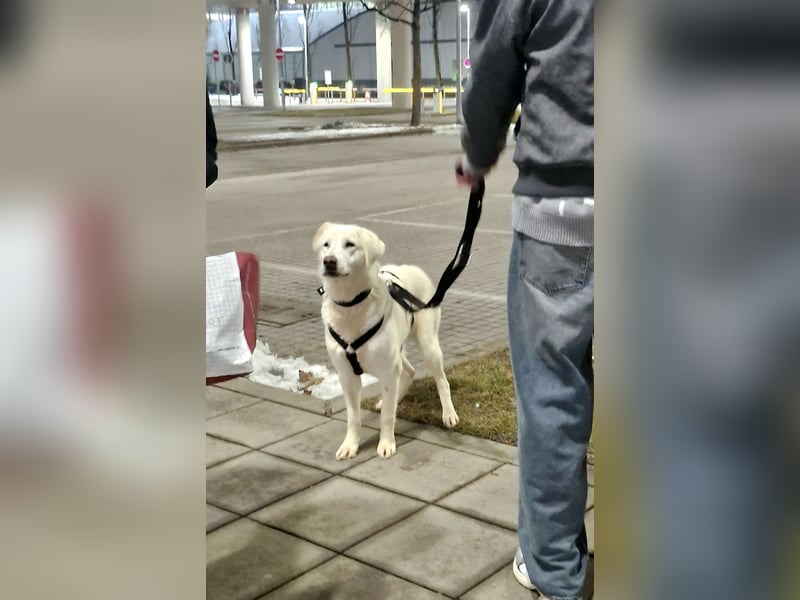 Mila, freundliche, sehr soziale Junghündin sucht Traumplatz