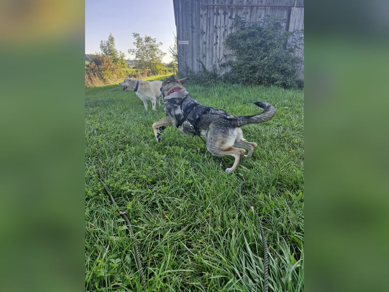 Sunny, liebe, sehr soziale und katzenverträglich Junghündin