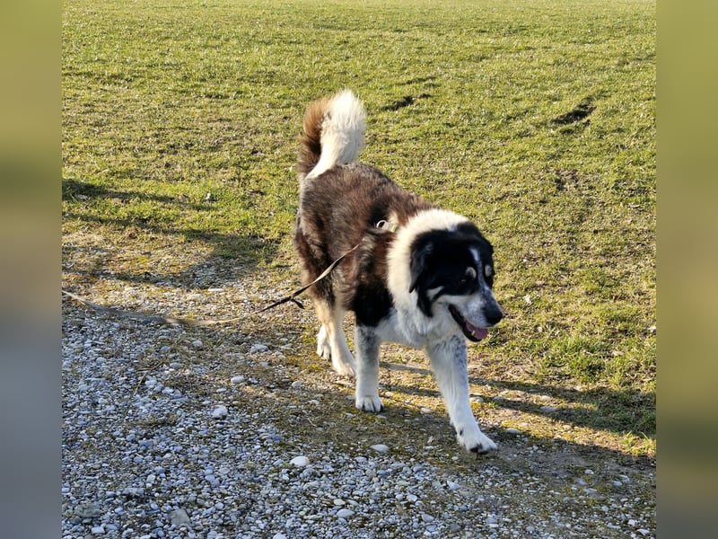 Manny Traumhund sucht Traumfamilie
