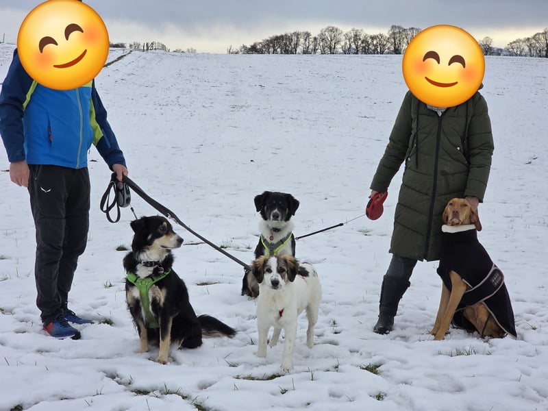 Suki, liebe, sehr soziale, katzenverträgliche Hündin