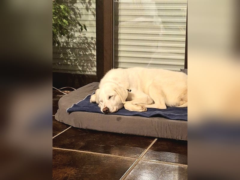 Mila, freundliche, sehr soziale Junghündin sucht Traumplatz