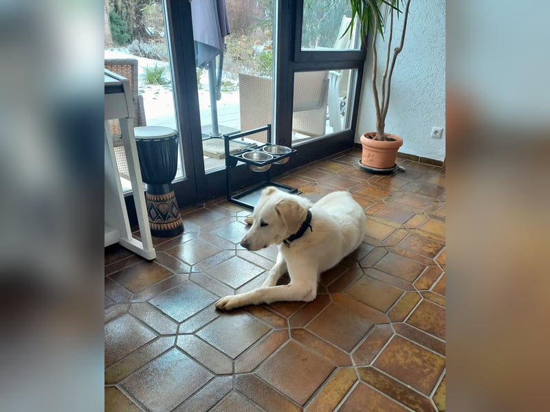 Mila, freundliche, sehr soziale Junghündin sucht Traumplatz