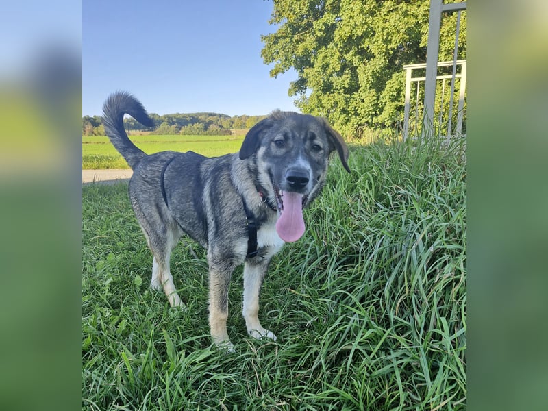 Sunny, liebe, sehr soziale und katzenverträglich Junghündin