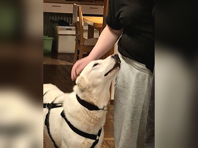 Mila, freundliche, sehr soziale Junghündin sucht Traumplatz