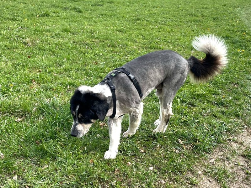 Manny Traumhund sucht Traumfamilie