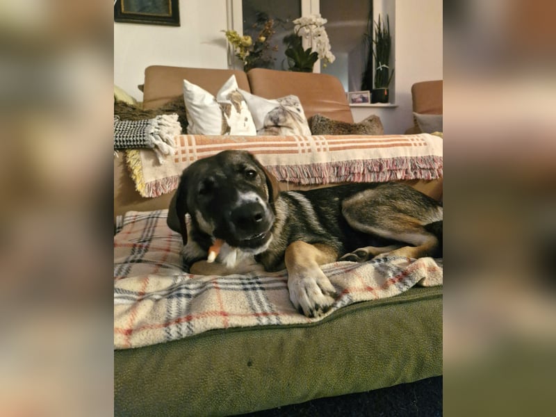 Sunny, liebe, sehr soziale und katzenverträglich Junghündin