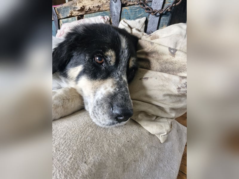 Manny Traumhund sucht Traumfamilie