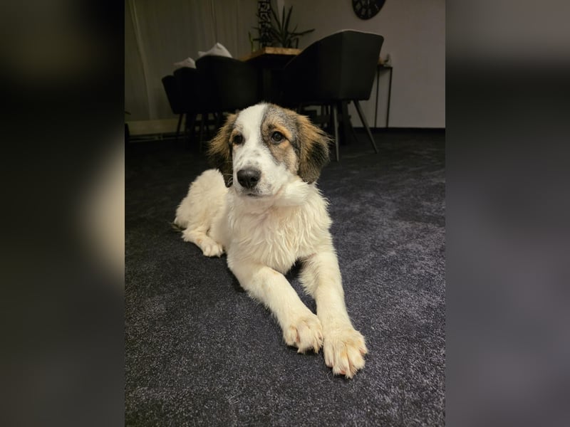 Suki, liebe, sehr soziale, katzenverträgliche Hündin