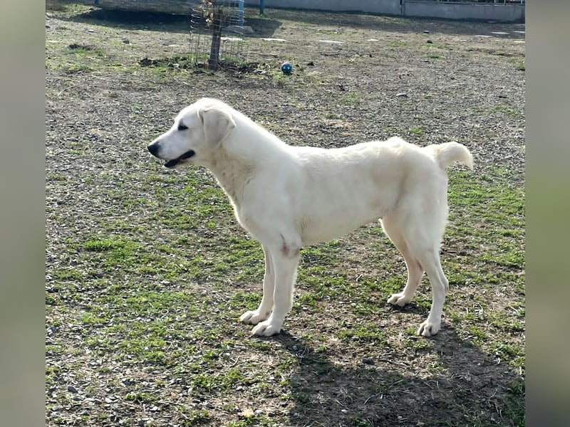 Mila, freundliche, sehr soziale Junghündin sucht Traumplatz