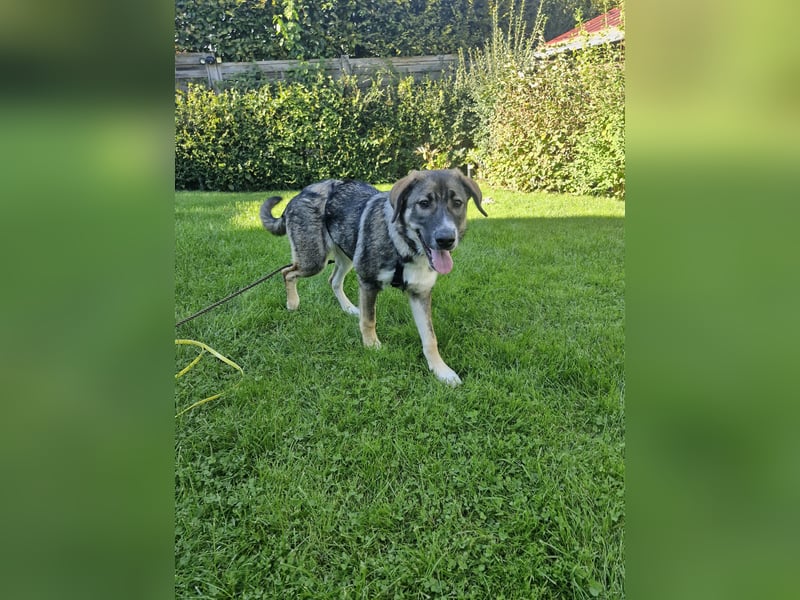 Sunny, liebe, sehr soziale und katzenverträglich Junghündin