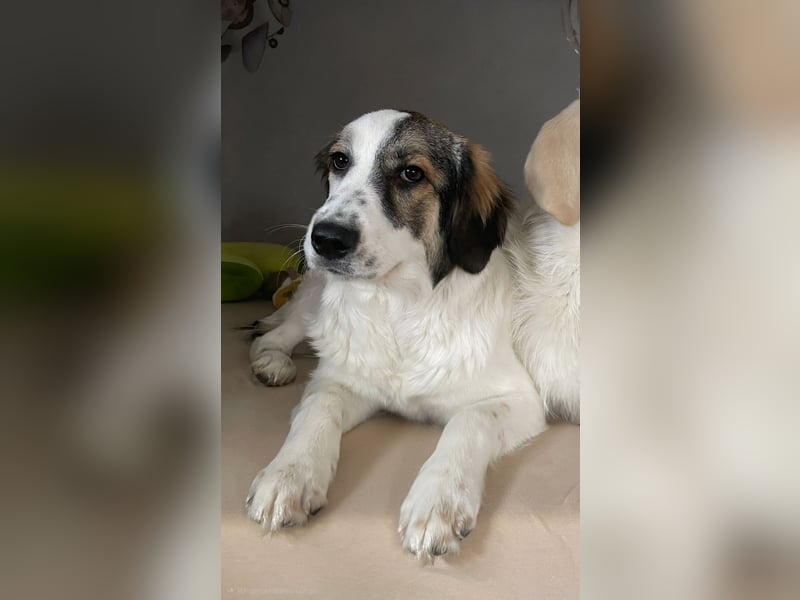 Suki, liebe, sehr soziale, katzenverträgliche Hündin