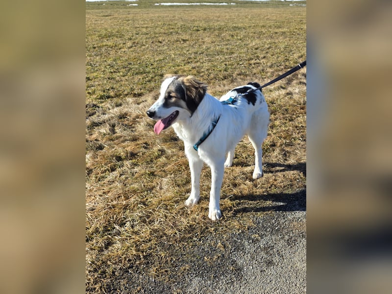 Suki, liebe, sehr soziale, katzenverträgliche Hündin