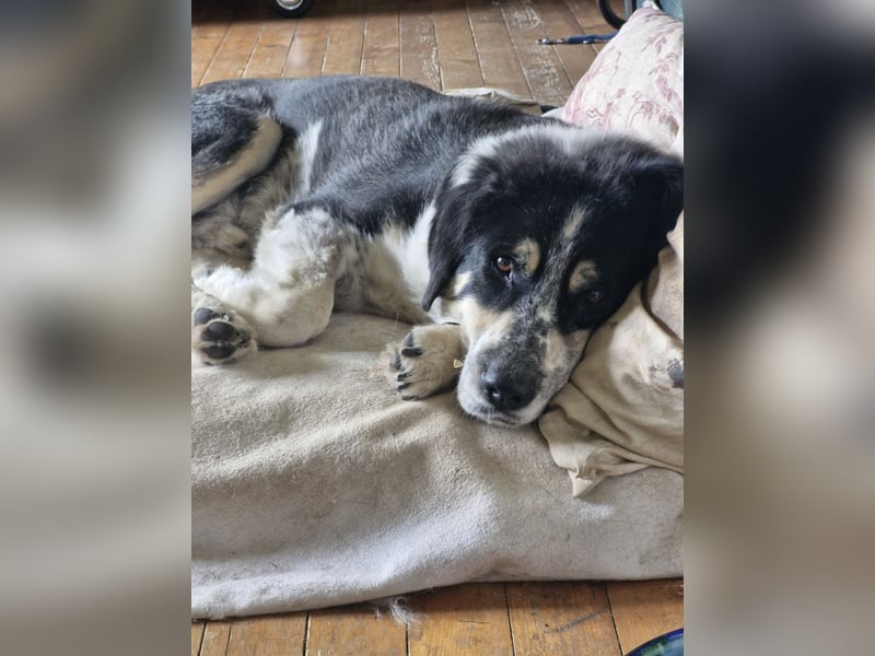 Manny Traumhund sucht Traumfamilie