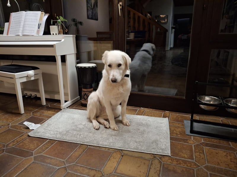 Mila, freundliche, sehr soziale Junghündin sucht Traumplatz