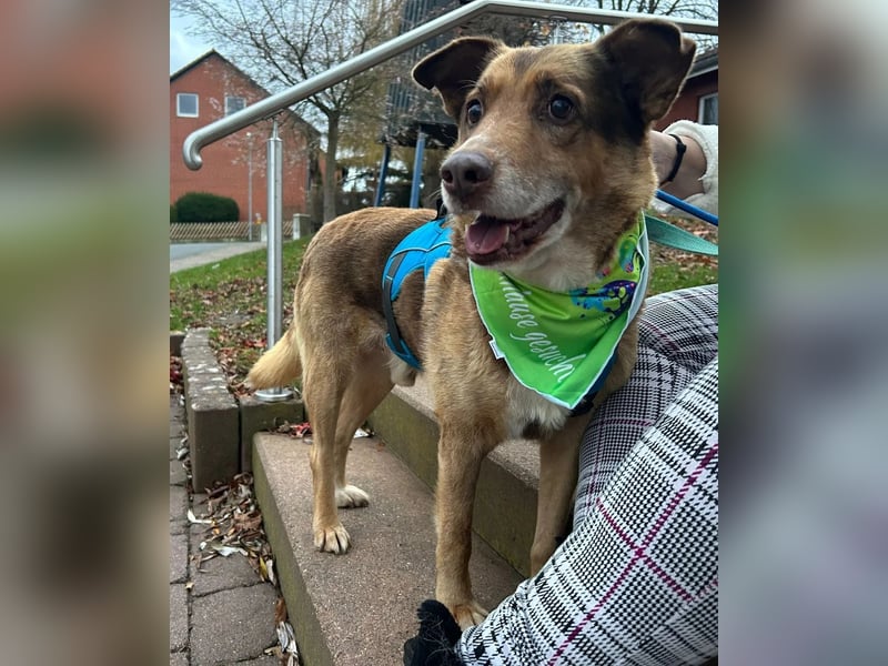 Milka, Junggebliebener Hundesenior, rüstig, verspielt, stubenrein, rundum verträglich