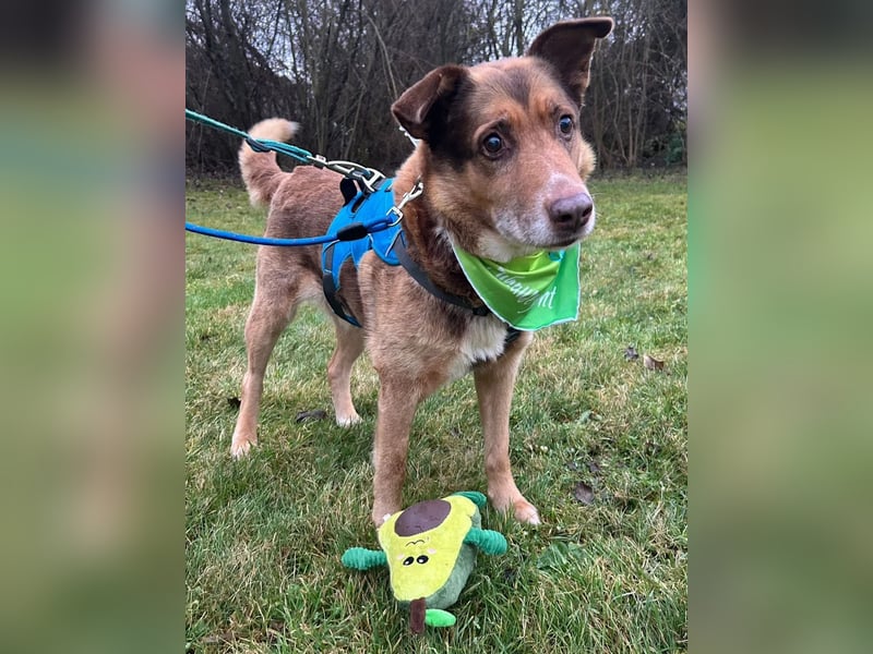 Milka, Junggebliebener Hundesenior, rüstig, verspielt, stubenrein, rundum verträglich