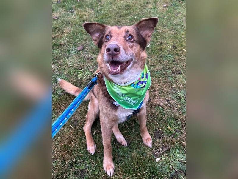 Milka, Junggebliebener Hundesenior, rüstig, verspielt, stubenrein, rundum verträglich