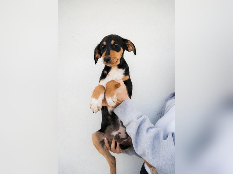 Piero, Lieber Welpe mit sanfter Seele sucht sein Für-immer-Zuhause ❤️