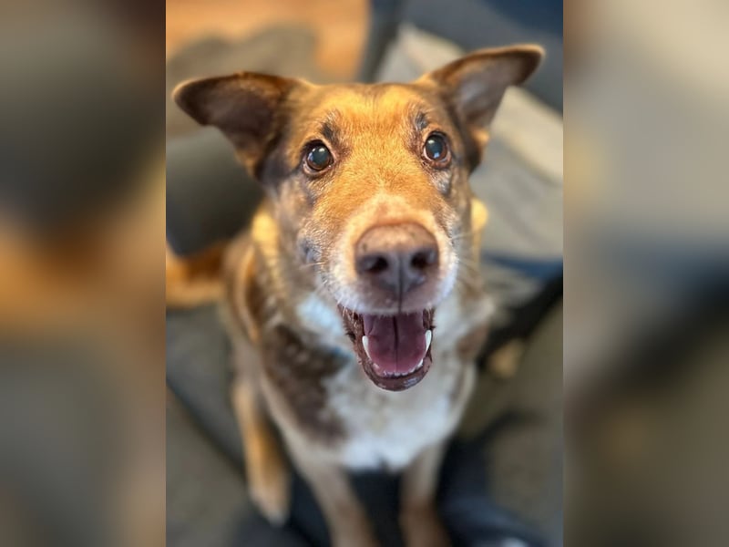 Milka, Junggebliebener Hundesenior, rüstig, verspielt, stubenrein, rundum verträglich