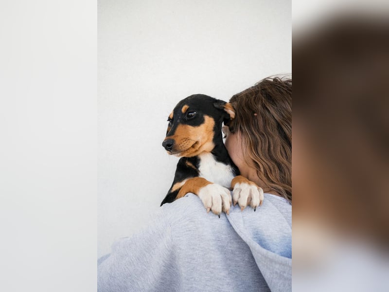 Piero, Lieber Welpe mit sanfter Seele sucht sein Für-immer-Zuhause ❤️