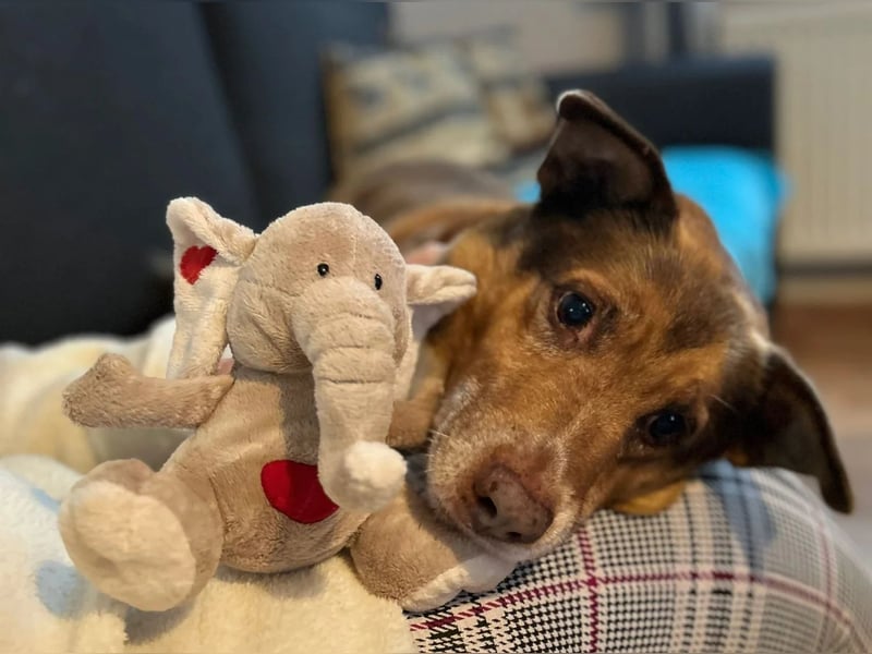 Milka, Junggebliebener Hundesenior, rüstig, verspielt, stubenrein, rundum verträglich