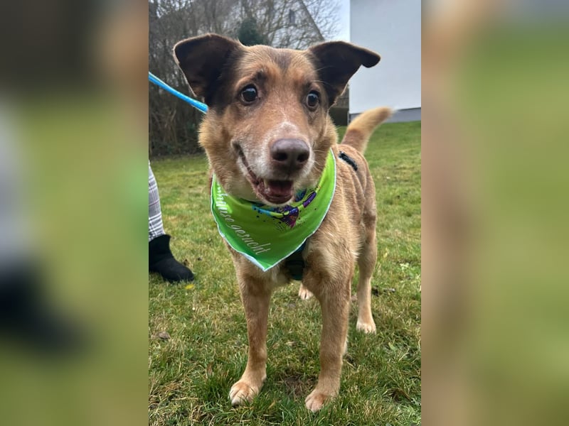 Milka, Junggebliebener Hundesenior, rüstig, verspielt, stubenrein, rundum verträglich