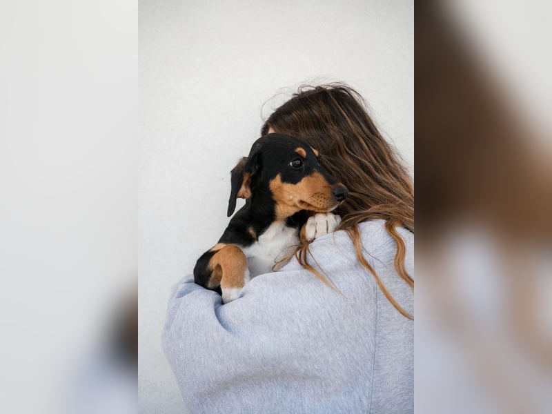 Piero, Lieber Welpe mit sanfter Seele sucht sein Für-immer-Zuhause ❤️