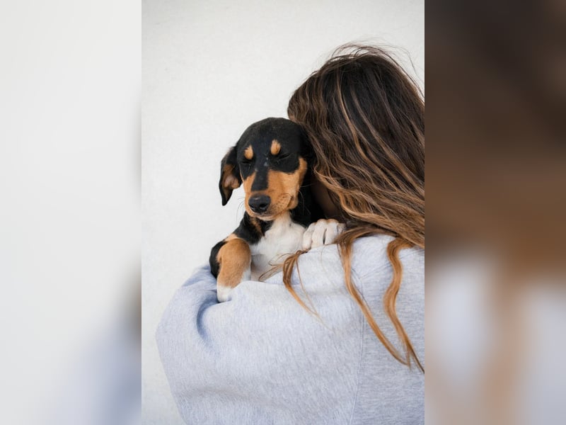 Piero, Lieber Welpe mit sanfter Seele sucht sein Für-immer-Zuhause ❤️