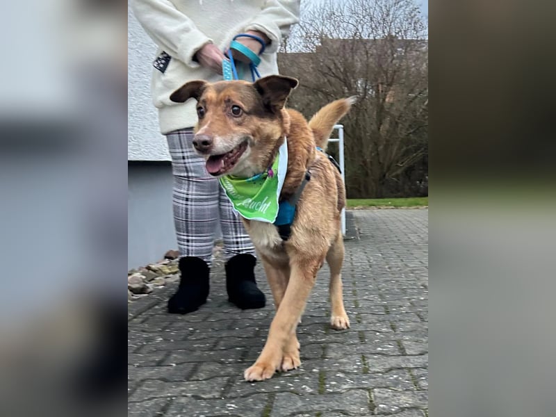 Milka, Junggebliebener Hundesenior, rüstig, verspielt, stubenrein, rundum verträglich