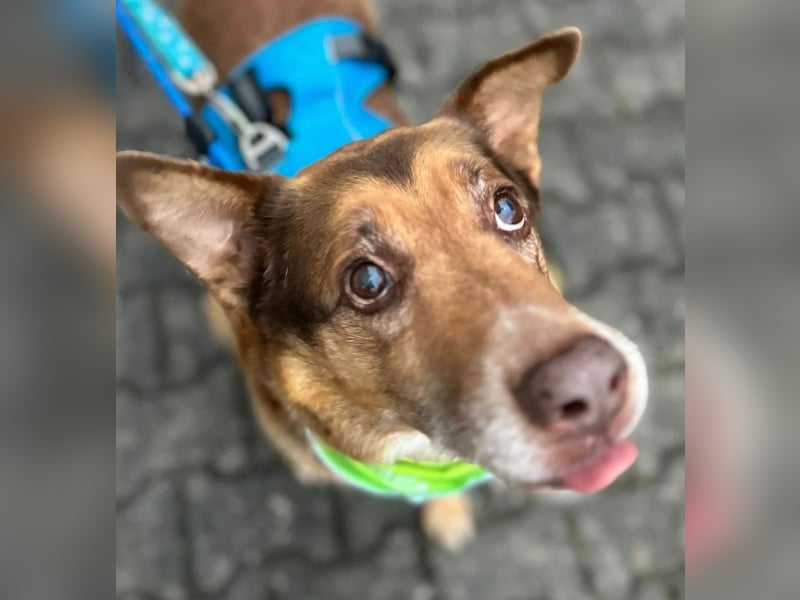 Milka, Junggebliebener Hundesenior, rüstig, verspielt, stubenrein, rundum verträglich