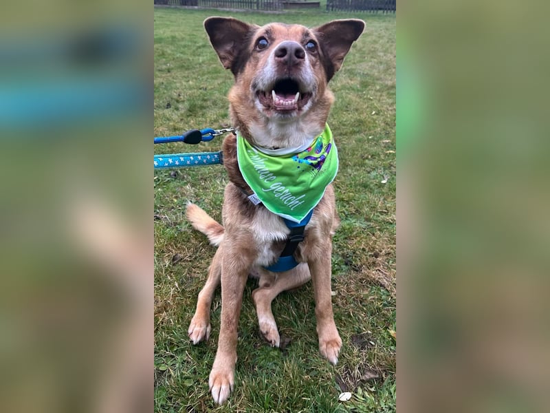 Milka, Junggebliebener Hundesenior, rüstig, verspielt, stubenrein, rundum verträglich