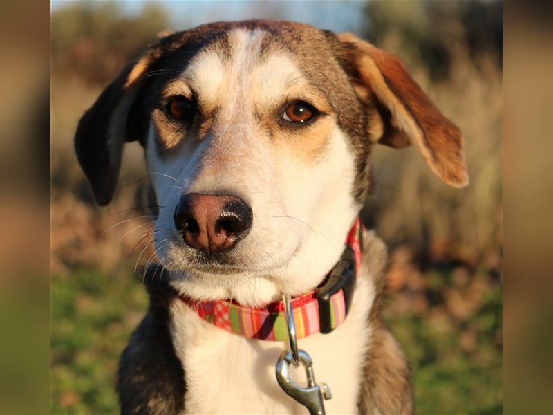 Portia, geb. ca. 06/2017, lebt auf einer Pflegestelle in 21220 Seevetal