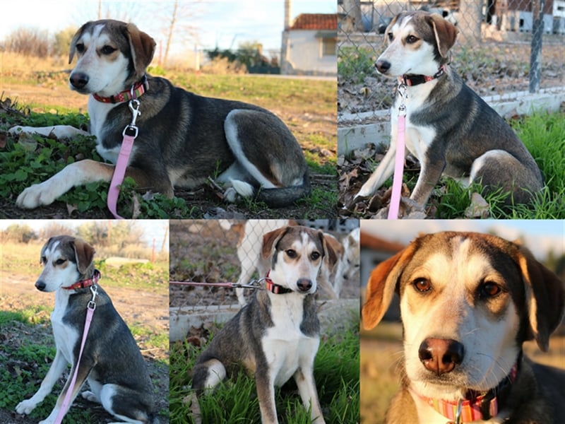 Portia, geb. ca. 06/2017, lebt auf einer Pflegestelle in 21220 Seevetal