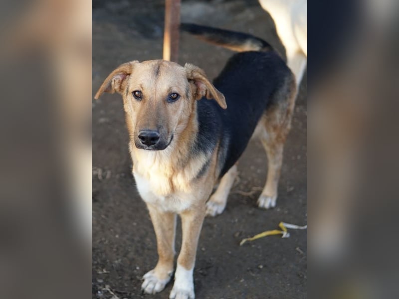 Ernesto, geb. ca. 01/2024, lebt in GRIECHENLAND, im städt. Tierheim Serres